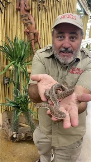 Children Python from Australia!! 😱🐍🤣