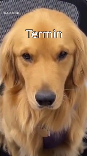 Die Dawgs haben Termine #lustig #witzig #funny #tiere #animals #meme #lachen #happy #2homiedawgs