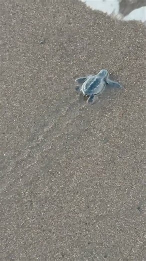 Costa Rica Condos on Instagram: "Costa Rica’s Guanacaste Province is a crucial habitat for four of the world’s seven sea turtles. Come visit this stunning country 🌴 🐢 #costarica #vacationrental #sunnyescape"