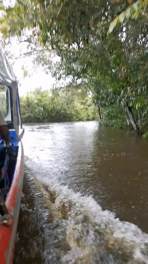 De paseo, visitando la tribu de los BORAS #iquitos_peru🌴🌴♥️♥️♥️♥️ #iquitos #delaselvasuhuambrilla