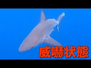 サメが威嚇してくるので本気で威嚇し返すと…絶対に負けられない戦い【魚突き】【ウンバボ㊵】
