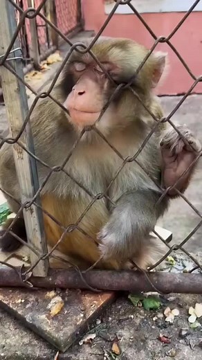 The Playful Nature of Monkeys: Understanding Their Behavior