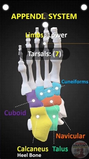 Lower Limb Bones Anatomy | Tarsals &Phalanges Bones |MBBS |BAMS|NEET#biology#osteology#anatomy#bones