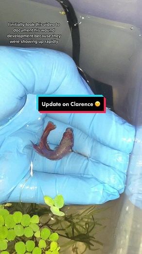 Not the update I wanted 😕 #bettafish #animals #pet #aquarium #goldfishclub