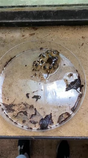 Urban Fauna Reptiles on Instagram: "Preparing Poison Dart Frog eggs for hatching! #Poisondartfrog #dartfrog #frog #dendrobates #frogspawn"