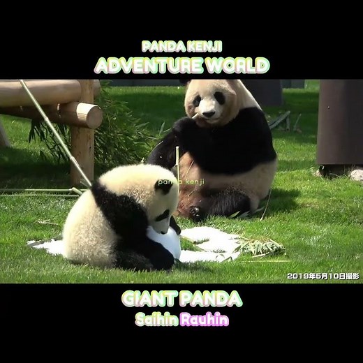 Baby panda playing in the snow next to its mom♥ #Saihin #Rau #AdventureWorld #shorts