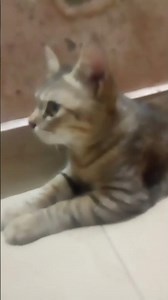 This is it 😇😇😇🤣🤣🤣🤣 #comedydub #catfunny #funny #catvideos #alappuzhakari #youtubeshorts