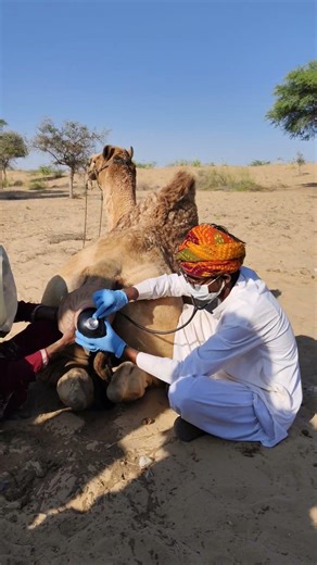 أنا طبيب أعالج جملي المريض.