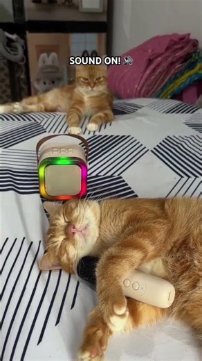 The LOUDEST Cat Purr ASMR You'll Ever Hear! 🔊 Orange Cat Engine! #shorts