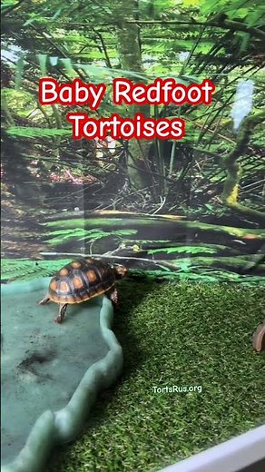 Baby redfoot tortoisd Feeding Time & Care Tips