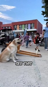 Girl Trains Her Dog to Pick Her Up from School #DogTraining #SmartDog #UniqueBond | Fact Mentor