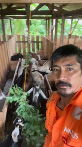 System of Goat Raising🐐👌 Happy Farming👨‍🌾🌾🌱🌿☘️🐓🐖🐂 #GoatFarming #BoAng #HogRaising #NativeChicken #SustainableAgriculture #ProfitableFarming #DavaoGoats #trusttheprocess #samekielpups #highlightseveryone #highligths #everyone #trend #fbreelsvideo #reelschallenge #provincelifez #communitysupport #communityevent #farmfresh #fundraiser #lostpet #communityfirst #animalrescue #communityengage #dogbirthday #communityeventsPB #provincelifeisthebest #fancyview #selfawareness #freedom | Brahma D