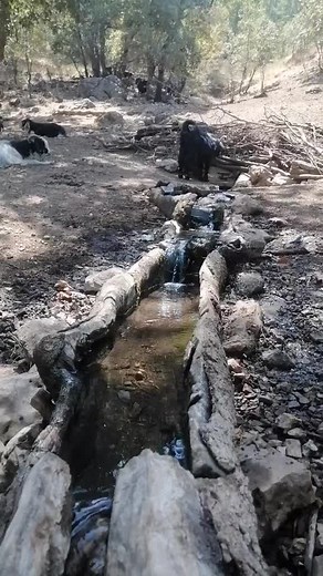 Exploring Goats in Their Natural Habitat