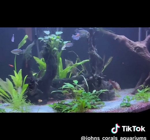Johns Corals Aquariums on TikTok