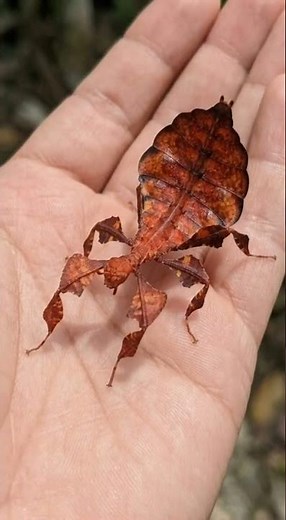 look at this, leaves can turn into insects