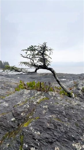 Hidden on Vancouver Island 🇨🇦Botanical Beach in Port Renfrew