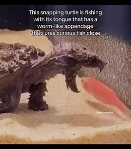 Patience is Key: Amazing Turtle Hunting Video