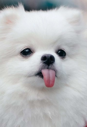 Meet Noki: The One-Year-Old Pomeranian With an Extra-Long Tongue!