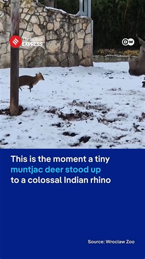 Muntjac deer scares off colossal Indian rhino Muntjac Dad, a brave deer, stood his ground against the rhino Marusia in a bold act of defense. #Muntjac #Rhino #DW | Indian Express