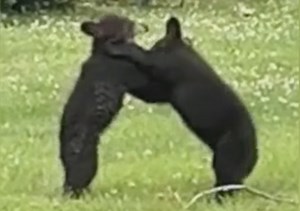 Adorable Bear Cubs Play-Fight in North Carolina Backyard