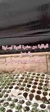 الوقاية الكاملة من حشرة التوتا ابسلوتا بالمشتل #اكسبلور #فنون_زراعيه #الشعب_الصيني_ماله_حل