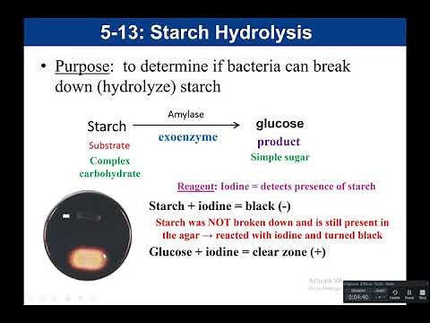 Lab 5-13: Starch Hydrolysis