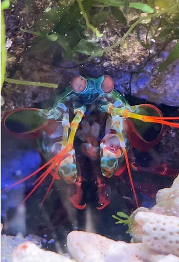 Mantis Shrimp: The Gentle Giant of the Ocean