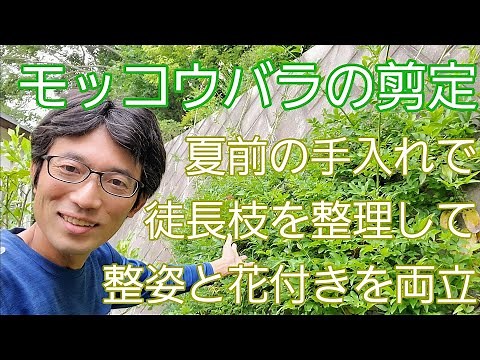 【モッコウバラの剪定】花後の手入れで、整姿&花付きを確保🌿🌸