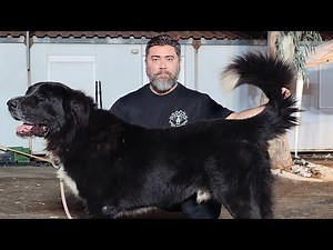 Ελληνικός ποιμενικός Vs Μολοσσός Ηπείρου Vs Σαρακατσάνικος Ποιμενικός #dog #ktenasgroup #σκύλοσ