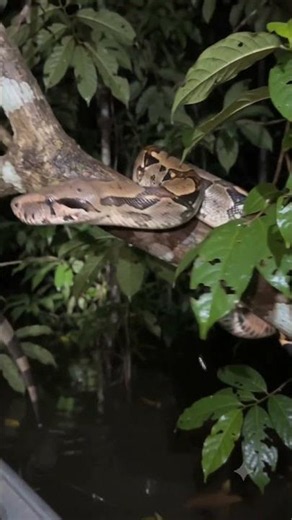 We Found Something Bigger Than the Boas... | Amazon Night Research Log #1