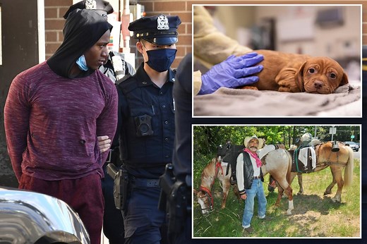 Exclusive | Nearly 3K cases of animal cruelty were reported in NYC over a decade: ASPCA