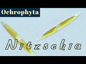 Nitzschia (Bacillariophyceae or Diatoms) №3