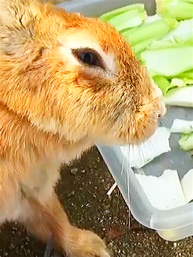 De repente te acercaste tanto… ¿Eres un bunny o un bnuuy? #conejo #conejitos #conejitostiktok #mexicotiktok #mexicotiktok🇲🇽♥️