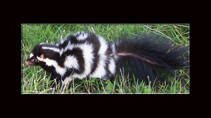 Tenn. officials looking for rare skunks