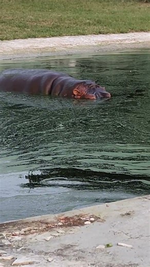 Hippo Sounds 🦛🦛#hippo #wildanimals