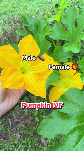 Pumpkin Hand-Pollination Techniques