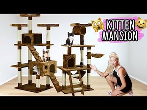 BUILDING MY KITTENS THEIR DREAM HOUSE!! (AWESOME) | NICOLE SKYES