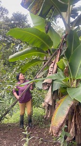 La planta de plátano verde pronto dará fruto para cosechar | Vladimir Barrios