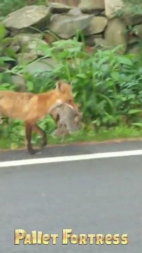 What does the Fox EAT? FUNNY VERSION Ring-ding-ding-ding-dingeringeding #shorts