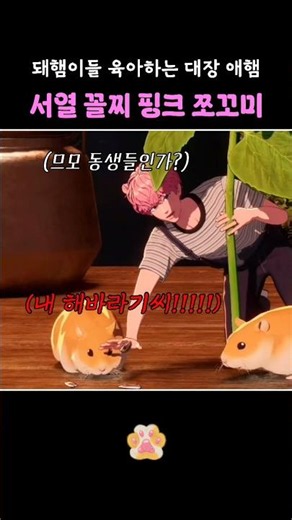 [플레이브/밤비]토실토실한 햄스터 키우기 버거워 보이는 핑쪼 애햄이💗🐹 #플레이브 #plave #밤비