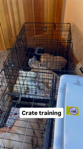 Crate training and why it’s imperative when raising a puppy. Puppies are notoriously naughty 😅 cute. But naughty. ❤️ I say this lovingly as there’s nothing better than “a naughty little puppy” as I say. Lol What I mean when I say “naughty” is puppies are curious and want to put everything in their mouth! Including electrical cords, small choking hazards, any food they may find, and so much more. You can never leave a puppy unattended but you also cannot spend 24/7 with a puppy or you will creat