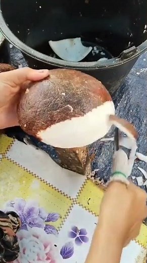 cutting or cleaning the remaining coconut skin to remove the coconut meat