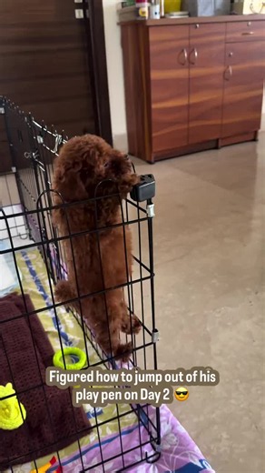 Poodle Puppies for Adoption Near Me — Find a Forever Home
