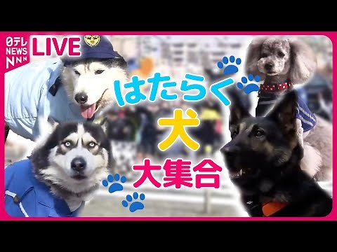 【どうぶつまとめ】『はたらく犬ニュース』 “お手柄”警察犬2匹と指導士を表彰 / 行方不明になった小学生を発見！警察犬2匹「ジャーキー」で表彰 など――動物ニュースライブ（日テレNEWS LIVE）