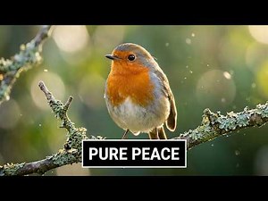 Garden Birds | Pure Relaxation with Robins, Blue Tits, Goldfinches & Great Tits 🐦🌿
