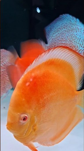 🌅 MATAHARI TERBIT 🌅 | Ikan Hias Discus Fish | Main Ikan id | Aquarium | Aquascape | Farm