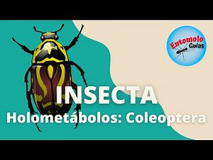ÓRDENES DE INSECTA: COLEOPTERA