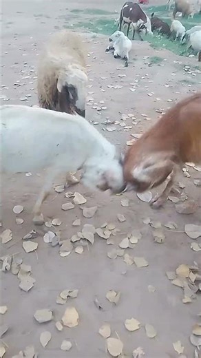 Goat Fight! See Who Wins #GoatFight #GoatVsGoat #AnimalFight #YouTubeShorts #ViralAnimalsBirds