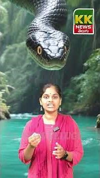 What Is the Difference Between Python and Anaconda Snakes? | KKNewsTelugu