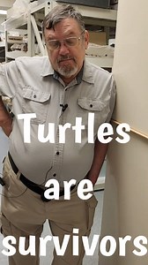 Welcome to Part 8 of a chat about turtles with Dr. Bob, Curator of Paleontology. In this segment, Dr. Bob discusses the longevity of turtles as a group, including surviving the extinction event defined by the Cretaceous–Paleogene Boundary. We asked Dr. Bob to tell us something about turtles, and this series is the result of that informal conversation. | Arizona Museum of Natural History